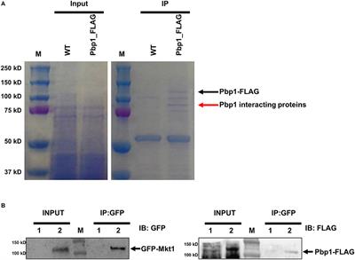 Pbp1-Interacting Protein Mkt1 Regulates Virulence and Sexual Reproduction in Cryptococcus neoformans